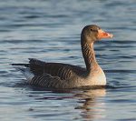 Grågässen orsakar allt större problem i Kalmar läns kustkommuner. En akutgrupp för skyddsjakt har nu bildats för att minska betesskadorna på växande gröda. Foto: Mattias Johansson