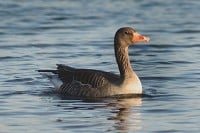 Grågässen orsakar allt större problem i Kalmar läns kustkommuner. En akutgrupp för skyddsjakt har nu bildats för att minska betesskadorna på växande gröda. Foto: Mattias Johansson