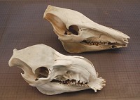 Foto: Erik Ågren, SVA