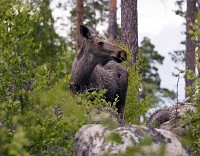 Foto: Olle Olsson