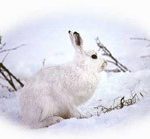 Skogsharen hotas av den milda vintern. Foto: Göran Ekström