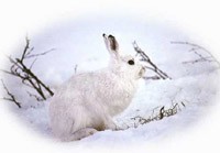 Skogsharen hotas av den milda vintern. Foto: Göran Ekström