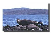 Jägareförbundet har översatt EUs frågeformulär om säljakt till svenska. Foto: Göran Ekström
