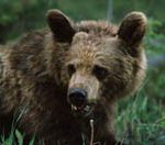 Jägareförbundet ansöker om avlysningsjakt efter 328 björnar. Foto: Magnus Nyman