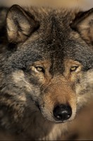 Det är dags att utbilda jägarkåren i vargjakt. Foto: Magnus Nyman