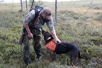 Drivande björnhundar är inget problem, menar Jägareförbundets Daniel Ligné. Foto: Olle Olsson