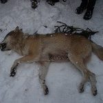 En stor varghanne har skjutits under skyddsjakt i Hasselforsreviret. Foto: Christer Moberg, länsstyrelsen Örebro län