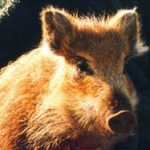 Svenska Jägareförbundet välkomnar regeringens beslut idag för att främja en god vildsvinsförvaltning. Foto: Madeleine Lewander