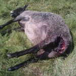 Ett av de vargdödade fåren. Foto: Privat