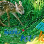 Riksdagspartiernas ungdomsförbund berättar i sommar, i debattartiklar, om hur de ser på jakten i Sverige. Foto: Kenneth Johansson Montage: Daniel Sanchez