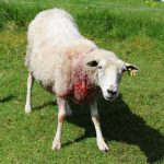 Ett av de åtta skadade fåren dagen efter vargattacken i Ålaryd. Foto: Kenneth Johansson