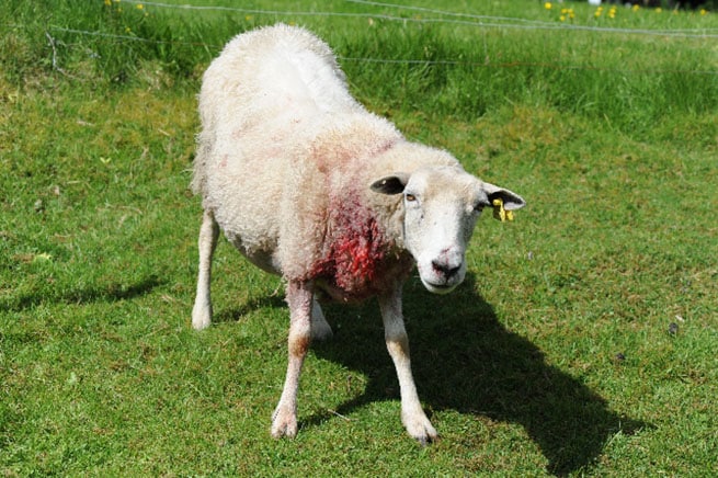 Ett av de åtta skadade fåren dagen efter vargattacken i Ålaryd. Foto: Kenneth Johansson
