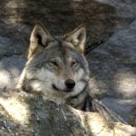 Foto (i hägn): Olle Olsson