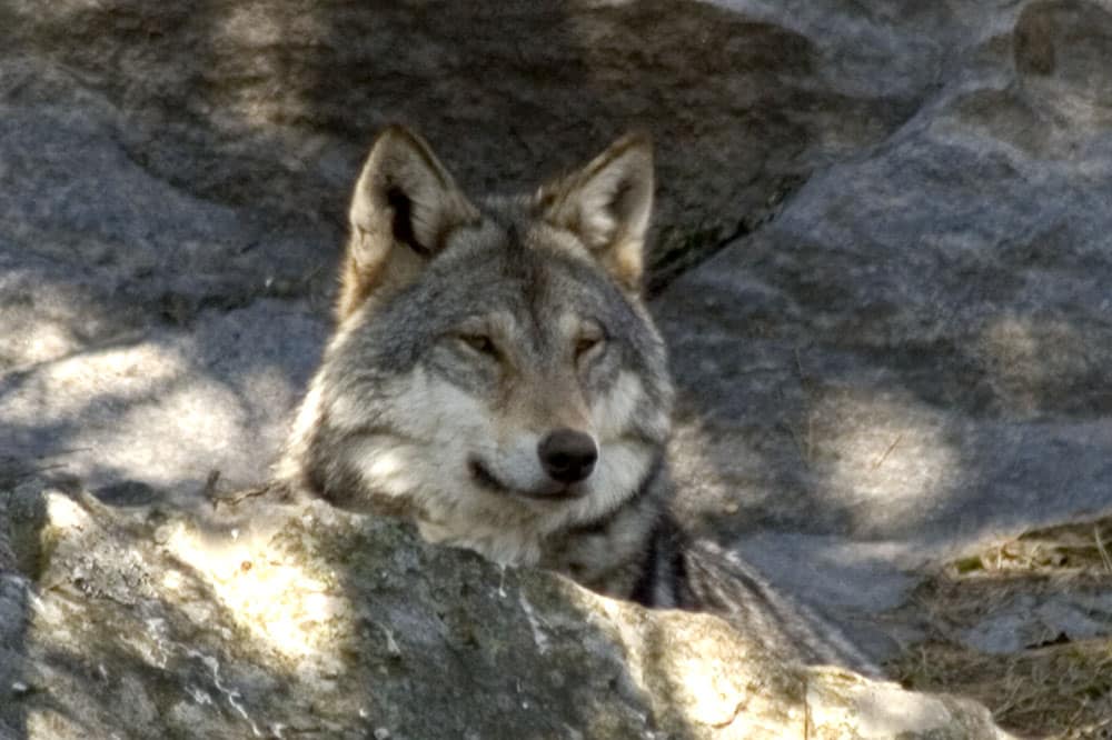 Foto (i hägn): Olle Olsson