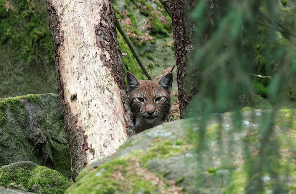 Foto (i hägn): Olle Olsson