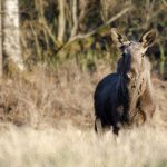 Tilldelningen sänks något inför årets älgjakt i Västerbotten. Foto: Martin Källberg