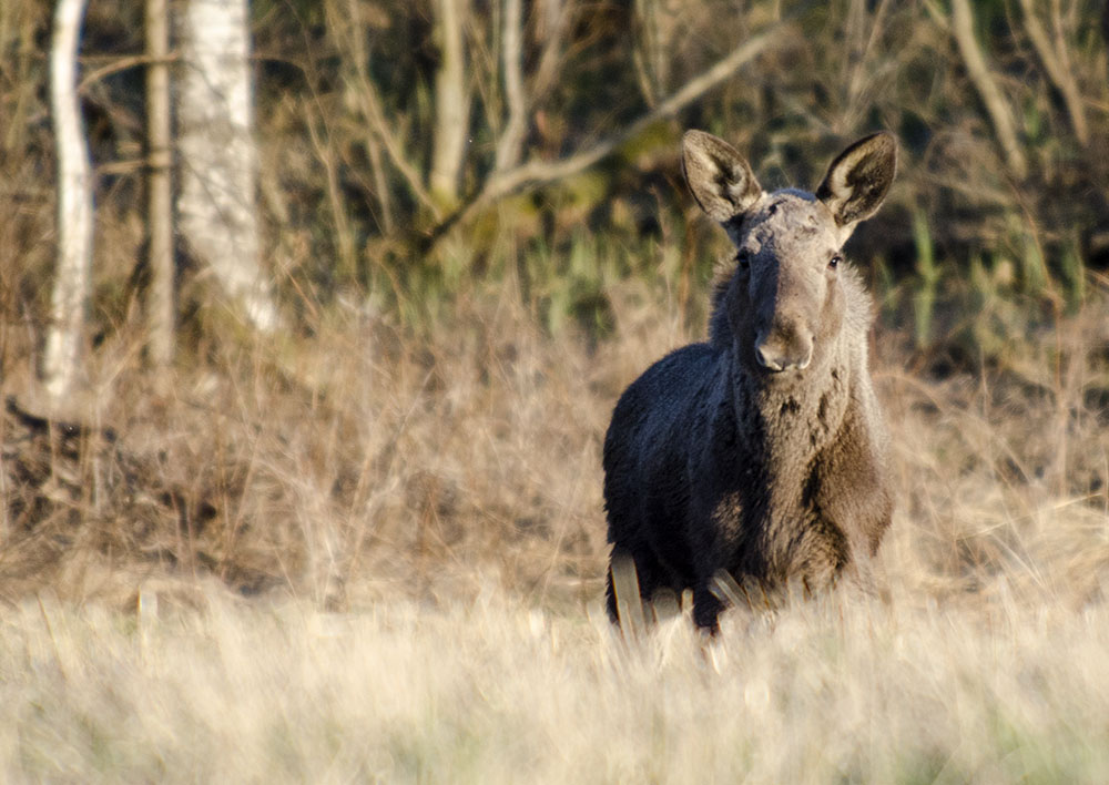 Tilldelningen sänks något inför årets älgjakt i Västerbotten. Foto: Martin Källberg