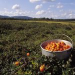 Hjortron på fjällmyr. Foto: Tomas Johansson