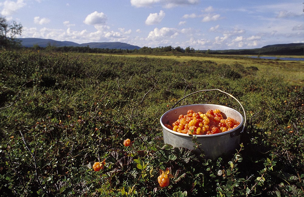 Hjortron på fjällmyr. Foto: Tomas Johansson
