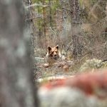 I Norrbotten får 90 björnar fällas under årets licensjakt. Foto:Olle Olsson