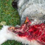 Vargdödad gråhund. Foto: Olle Olsson