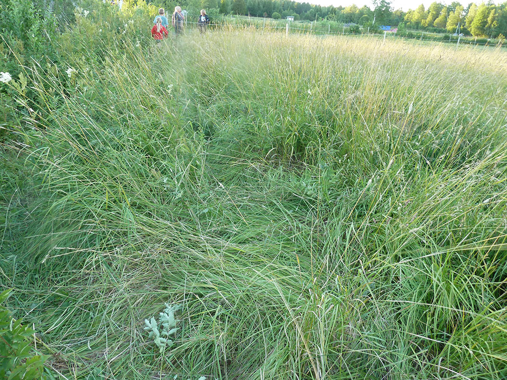 Utanför hagen hittades en lega, där det ser ut som att ett större djur legat. Foto: Privat