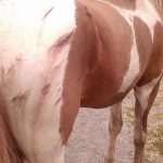 Hingstens skador. Veterinär Cristin Knudsen tror att det är en björn som orsakat rivsåren. Foto: Privat