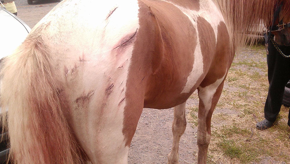 Hingstens skador. Veterinär Cristin Knudsen tror att det är en björn som orsakat rivsåren. Foto: Privat