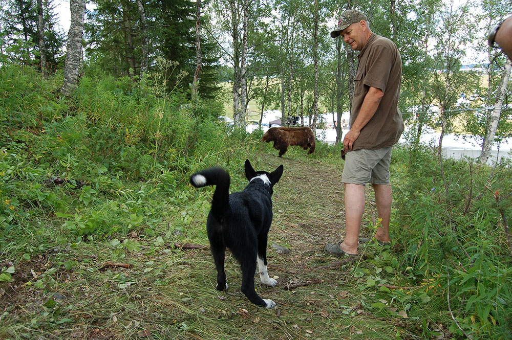 På Fäviken Game Fair fanns bland annat möjligheten att anlagspröva hund på linbjörn. Foto: Christel Johansson