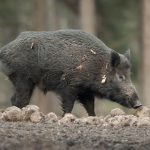 LRF Sydost och Jägareförbundet Blekinge vill stoppa utfodring av vildsvin i Blekinge. Åtlingen har man dock inga synpunkter på. Foto: Mattias Lilja