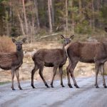 I Jämtland har ett nytt kronskötselområde bildats. Foto: Magnus Rydholm