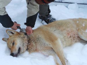 Sveriges dyraste varg, den så kallade Junselevargen, som flyttats fyra gånger – och nu blivit följetong i Sveriges förvaltningsdomstolar. Foto: Naturvårdsverket