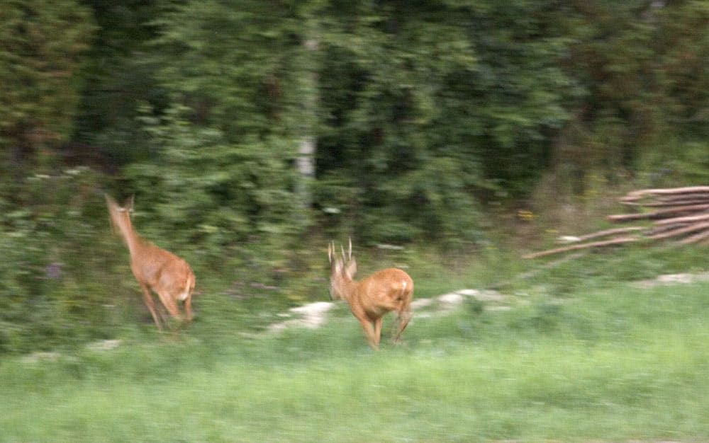 Bockjakten drar nu igång! Skicka dina bilder och berätta om din jakt! Foto: Olle Olsson