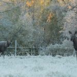 Sveaskog chockhöjer priserna på jaktarranden i Härjedalen. Foto: Jan Henricson