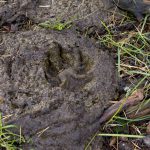 Tassavtryck från varg efter söndagens attack. Foto: Wilhelm Witte