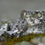 Fjällripa. Foto: Kenneth Johansson