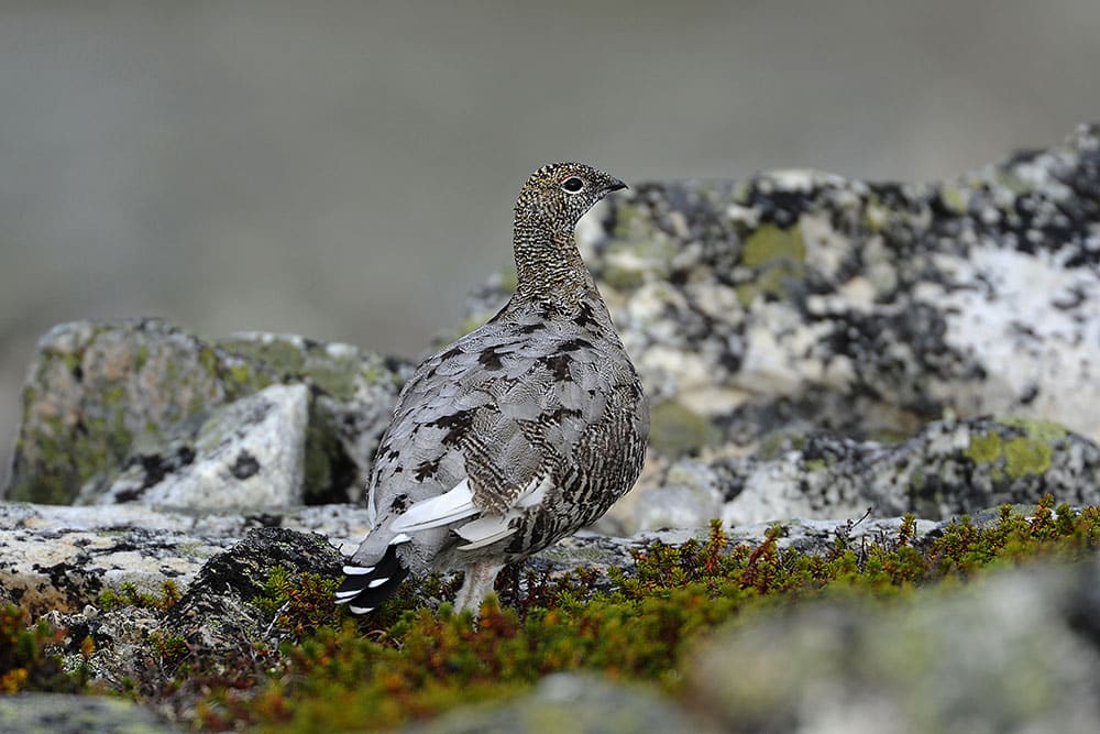Fjällripa. Foto: Kenneth Johansson