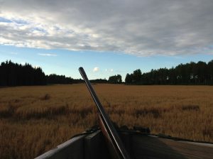 Utbildningen hade särskild inriktning på vildsvinsjakt i gröda. Foto: Sven Lindell