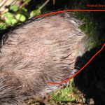 Öron på en älgkviga som fälldes i Främmestad hösten 2011. Foto: Privat