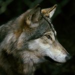 EU:s rovdjursarbete kommer i fortsättningen att handla mer om människor. Foto: Kenneth Johansson