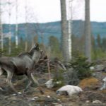 Jägare i norra Hälsingland reagerar starkt på de nya, hårda, riktlinjer för avskjutning som Holmen Skog AB satt upp. Foto: Olle Olsson