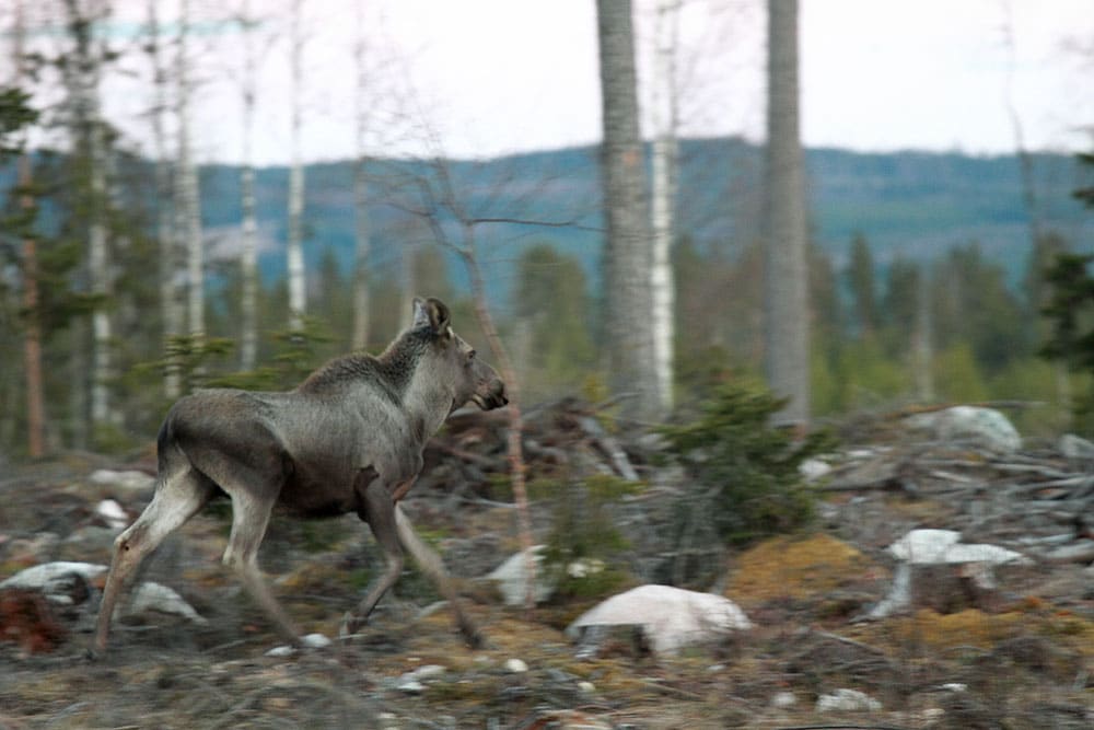 Jägare i norra Hälsingland reagerar starkt på de nya, hårda, riktlinjer för avskjutning som Holmen Skog AB satt upp. Foto: Olle Olsson