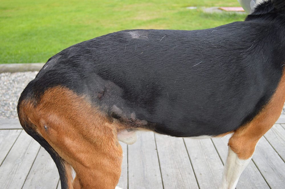 Den fyraårige finnstövaren fick bitskador på rygg och bakdel. Foto: Privat