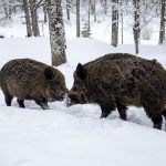 Länsstyrelsen på Gotland har beslutat att ett vildsvinshägn ska avvecklas. Foto (i hägn): Martin Källberg