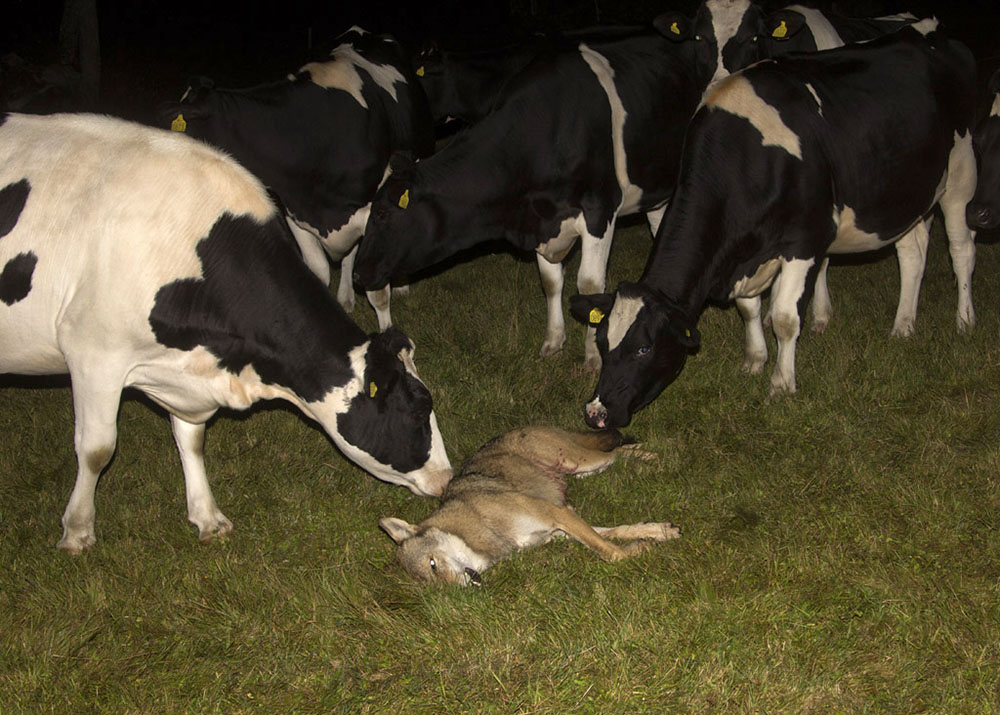 Kostavargen sköts i en hage den 12 augusti, när den försökte angripa kvigor. Foto: Wilhelm Witte