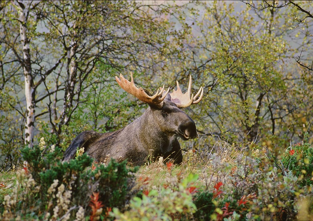 Foto: Kenneth Johansson